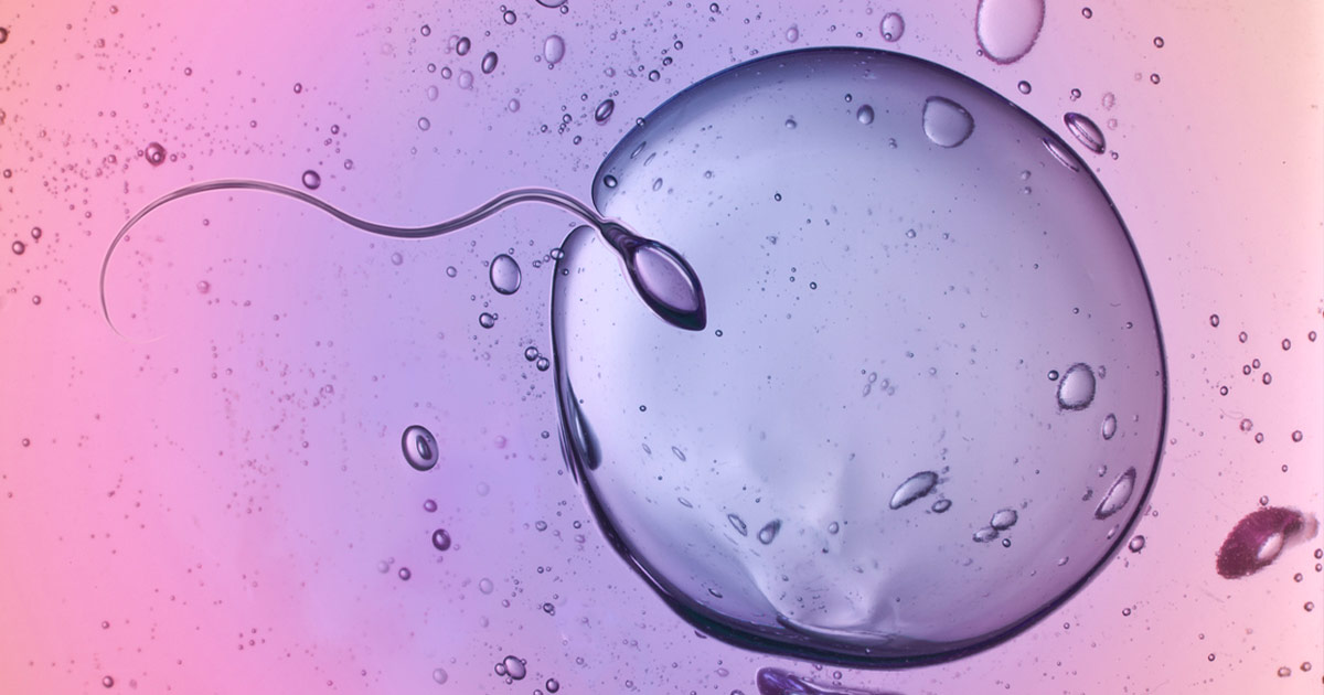 IVF_ Closeup microscope view of an egg being fertilized